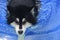 Thick Fluffy Fur on a Swimming Husky Dog