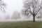 Thick fog in London park