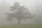 Thick Fog Surrounds Tree in the Mountains