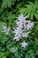 Thick foliage of green leafy plants with long stalks covered in delicate purple flowers