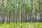 Thick forest with lots of thin poplar trees