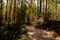 Thick forest path on the way to Englishman river falls, Vancouver Island, BC