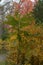 The thick forest trees take on vivid color during the fall and along the forest trail