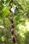 Thick Forest in West Bali National Park