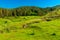 Thick forests and lush green grass in the mountains of Armenia