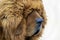 The thick furry coat of a Tibetan Mastiff lays heavily over the eyes of the guard dog.