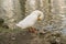 Thick Goose scratching with its beak at a pond