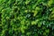 Thick green five-leaved ivy foliage wall