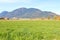 Thick and green summer grassland