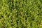 Thick greens thuja. Background. Space for text