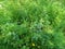 A Thick Growth of Catchweed Galium aparine and Stinging Nettles Urtica dioica