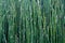 Thick growth of horsetail grass