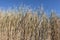 Thick growth of Typha cattails with sunny blue sky