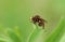 A Thick-headed fly, Conopidae, Sicus ferrugineus, perching on a leaf.