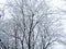 Thick heavy wet snow covering autumn leaves. This picturesque backdrop is mostly white from freshly fallen and blowing snow that