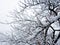 Thick heavy wet snow covering autumn leaves. This picturesque backdrop is mostly white from freshly fallen and blowing snow that