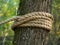 A thick hemp rope is wound around a tree.