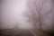 thick impenetrable fog in the morning on a winter day on the road with bare trees, dramatic mysterious mood