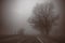 Thick impenetrable fog in the morning in a winter evening on the road with bare trees, dramatic mysterious mood. Sepia