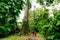 thick jungle of Corcovado National Park, Costa Rica