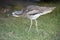 Thick-knee or Bush Stone-curlew