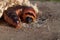 Thick large caterpillar on a dirty background