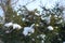 Thick layer of snow on branches of common yew with unmature male cones against the sky