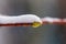 Thick layer of snow upon a climbing hydrangea branch, the Netherlands