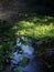 Thick layers of a herb growing in a marsh creek