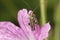 Thick-Legged Flower Beetle Oedemera nobilis