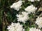 Thick Legged Flower Beetle on White Blossom