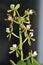 Thick Lipped Anacheilium Orchid