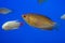 The thick-lipped gourami Trichogaster labiosa