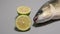 Thick lipped grey mullet fish, freshly caught, with sliced limes