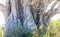 The thick lower trunk of a Baobab tree in the Kruger park.