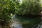 Thick Mangroves Rooting Along the Spanish Lagoon