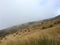 Thick mist storm pass dry grass meadow on the mountain.