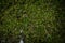 Thick Mossy Texture on surface of Yellowstone