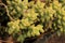 Thick ornamental leaves of Crassula rupestris succulent plant in a garden