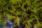 Thick palm foliage, night time, vegetative background