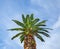 Thick palm tree - cloudy sky background
