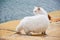 Thick Persian cat in Douarnenez