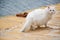 Thick Persian cat in Douarnenez