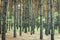 Thick pine forest. trunks of coniferous trees, texture for the b