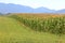 Thick and Ripe August Cornfield