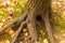 Thick root of a tree trunk against a background of earth covered with moss and fallen leaves