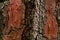Thick and scaly bark of pine tree as texture