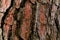 Thick and scaly bark of pine tree as texture