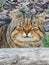Thick shaggy cat. Whiskered tabby cat
