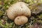 Thick-shelled earthball - Scleroderma citrinum